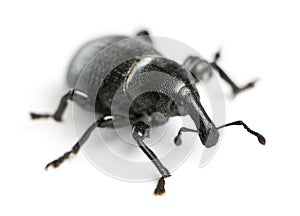 Beetle, Liparus dirus, larva in front of white background