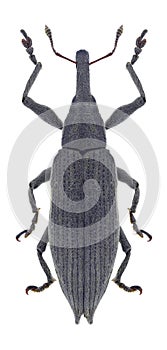 Beetle Lixus iridis