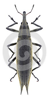 Beetle Lixus paraplecticus