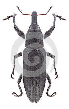 Beetle Lixus punctiventris
