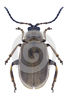 Beetle Lochmaea caprea