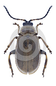 Beetle Lochmaea caprea