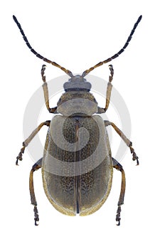 Beetle Lochmaea caprea