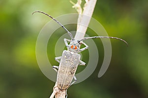 Beetle with long antena photo