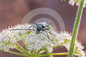 A beetle with long antennae sits on a flower