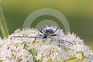 A beetle with long antennae sits on a flower