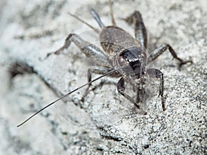 Beetle with long mustache