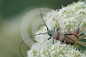 Beetle with long mustaches is on a White Umbelliferous Flower. Musk Beetle Aromia moschata