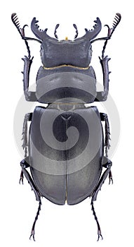 Beetle Lucanus tetraodon