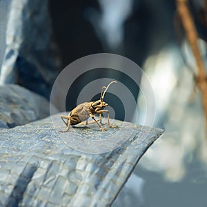 Beetle lumberjack closeup