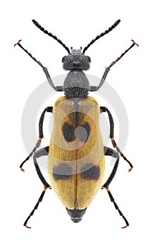 Beetle Lydus trimaculatus