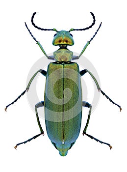 Beetle Lytta vesicatoria
