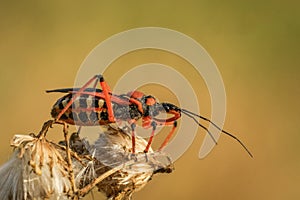 Beetle Macro Poland red insect