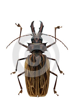 Beetle Macrodontia cervicornis photo