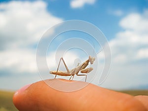 Beetle mantis