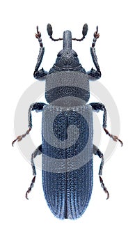 Beetle Mecinus janthinus