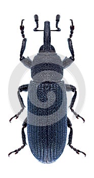 Beetle Mecinus janthinus