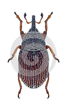 Beetle Mecinus pascuorum