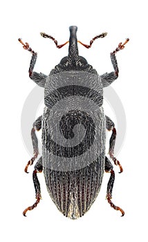 Beetle Mecinus pyraster