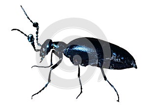 Beetle (Meloe sp. violatus) 22