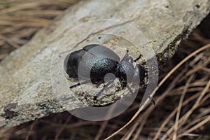 Beetle - Meloe violaceus, Czech republic