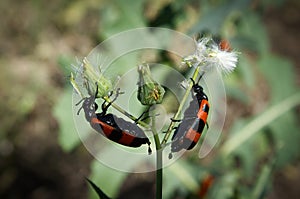 Beetle meloidae