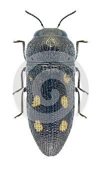 Beetle Metallic wood borer Acmaeodera bipunctata b