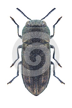 Beetle metallic wood borer Anthaxia senilis palmensis photo