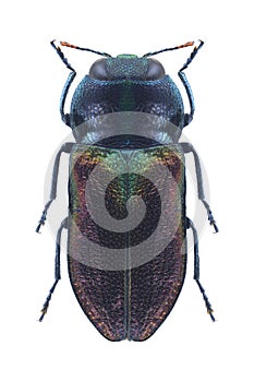 Beetle metallic wood borer Anthaxia thalassophila iberica