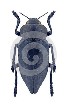 Beetle metallic wood borer Capnodis carbonaria