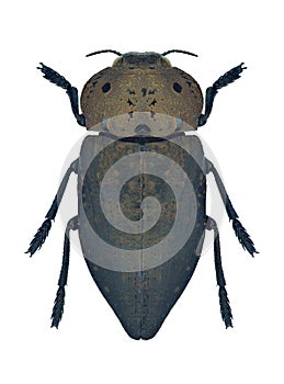 Beetle metallic wood borer Capnodis tenebricosa