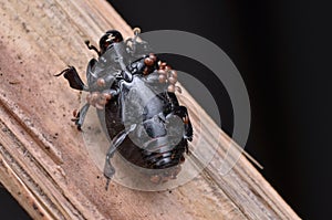 Beetle and mites