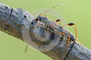 Beetle Molorchus minor on tree branch in natural ocupation. Beetle Molorchus minor in nature on tree close up photo