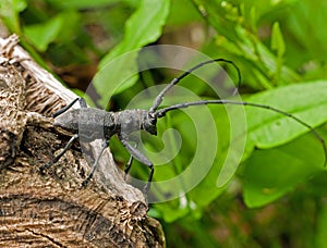 Beetle - Monochamus sartor