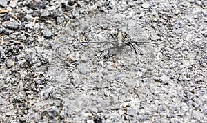 Beetle - Monochamus sartor.