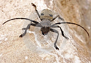 Beetle Morimus funereus