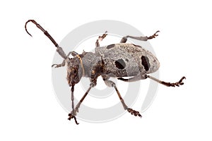 Beetle (Morimus funereus) isolated on white