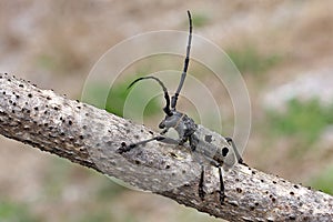 Beetle Morimus funereus on a trunk