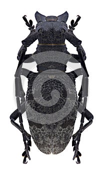 Beetle Morimus verecundus