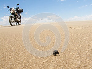 Beetle and motorcycle photo