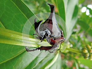 A beetle in my garden