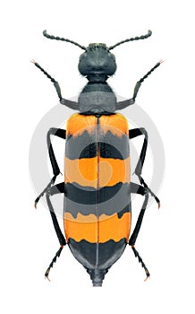 Beetle Mylabris cincta