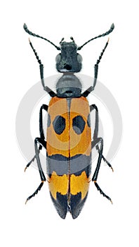 Beetle Mylabris variabilis