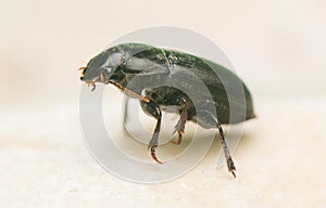 Beetle