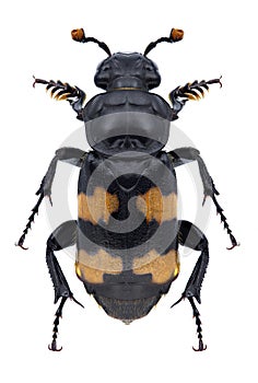 Beetle Nicrophorus investigator