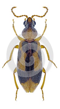 Beetle Notoxus monoceros