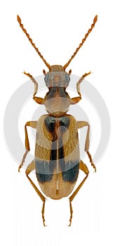 Beetle Notoxus monoceros