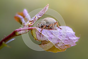 Beetle nut weever sits on an alder leaf