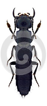 Beetle Ocypus nitens