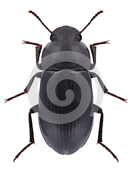 Beetle Opatroides punctulatus